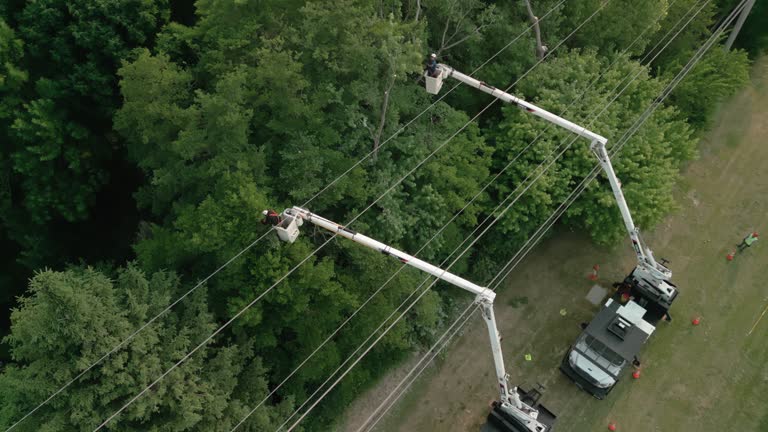 How Our Tree Care Process Works  in  Bradford Woods, PA